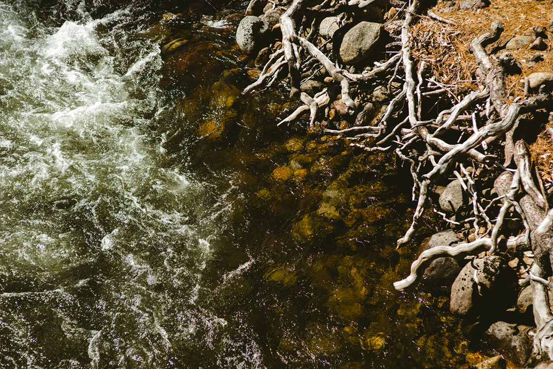 River bank in Yosemite National Park