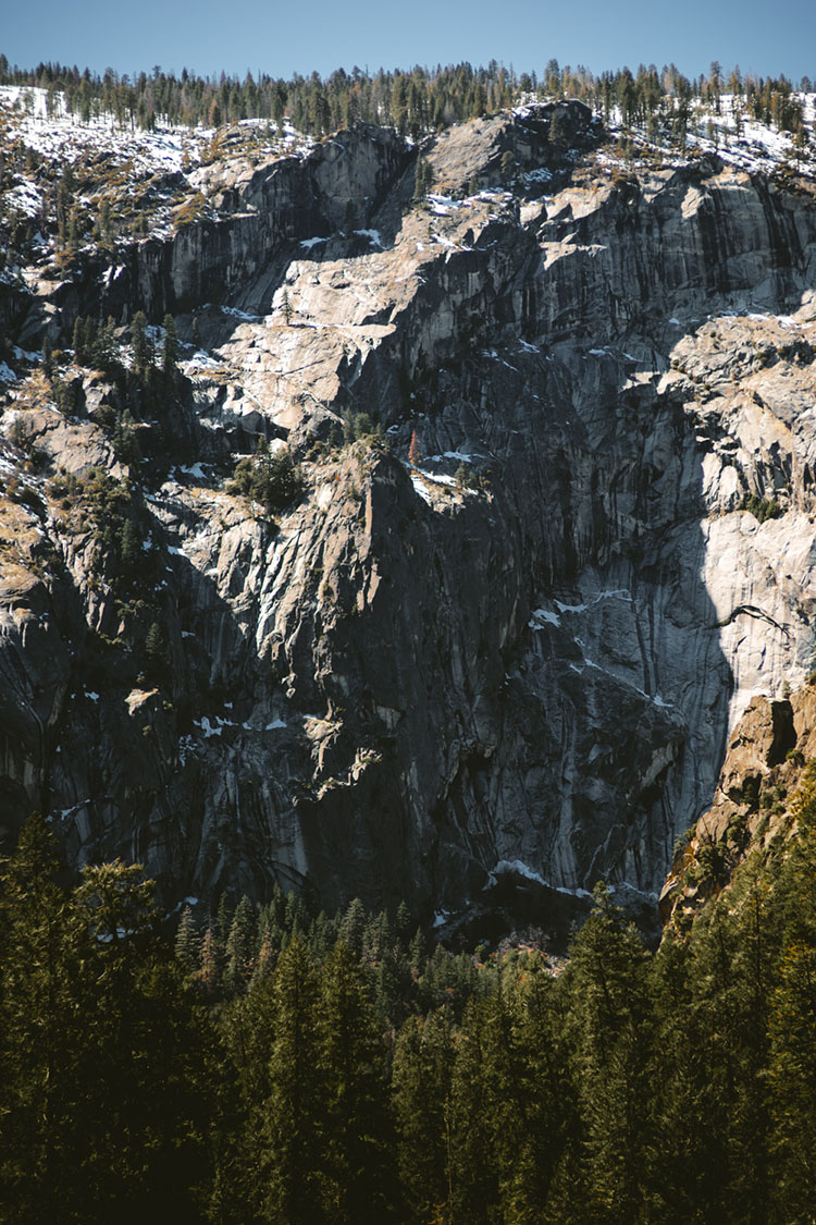 Lone brown tree on cliffside in Yosemite National Park